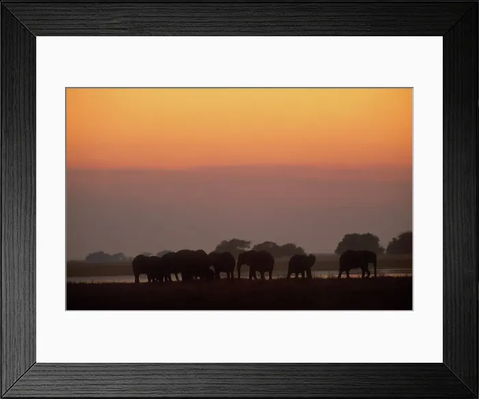 Framed Print : Elephant Herd on bank of Chobe River