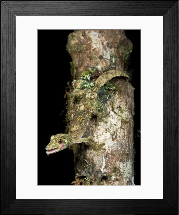 Framed Print : Mossy Leaf-Tailed gecko (Uroplatus sikorae) active at night Framed Print : Mossy Leaf-Tailed gecko (Uroplatus sikorae) active at night
