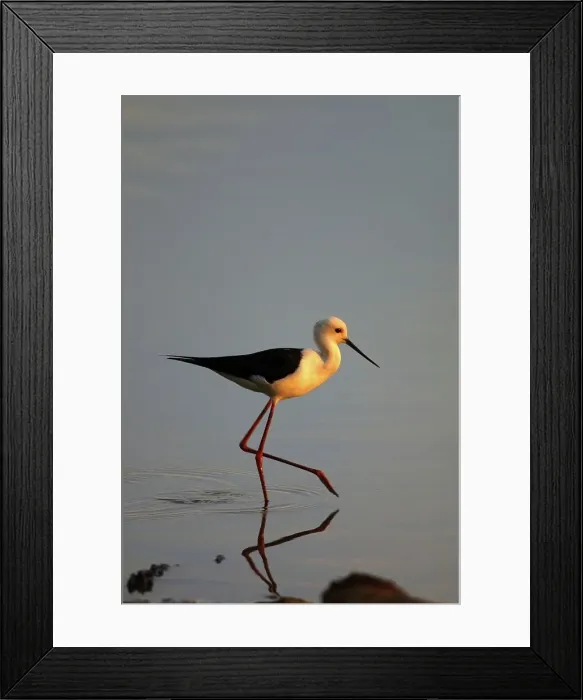 Framed Print : Stilt. Nsuno Pan. Mkhuze Game Reserve Framed Print : Stilt. Nsuno Pan. Mkhuze Game Reserve
