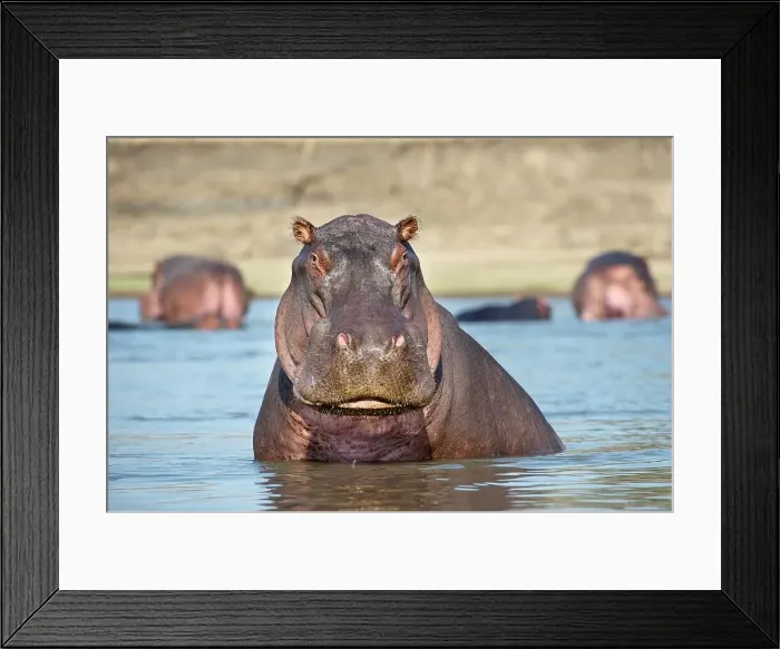Framed Print : Adult male hippopotamus (Hippopotamus amphibius) in a river Framed Print : Adult male hippopotamus (Hippopotamus amphibius) in a river