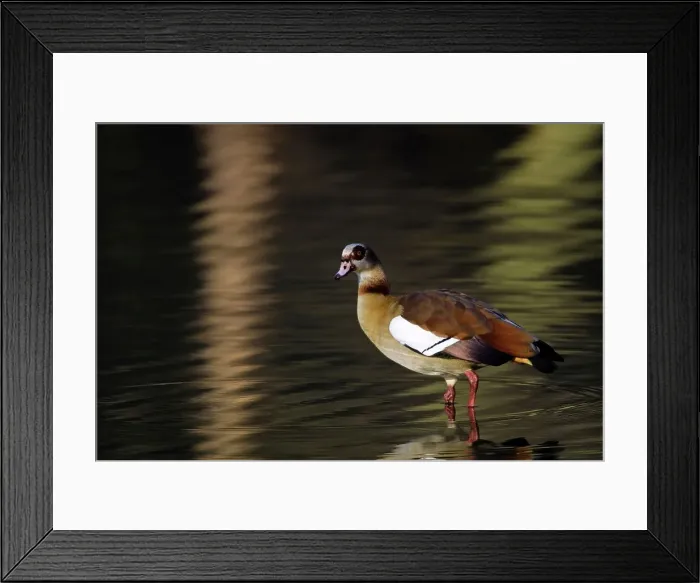 Framed Print : Egyptian Goose. Inyamithi Pan. Ndumu Game Reserve Framed Print : Egyptian Goose. Inyamithi Pan. Ndumu Game Reserve