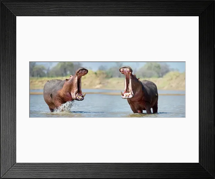 Framed Print : Adult male Hippos (Hippopotamus amphibius) posturing in aggressive yawn behavior