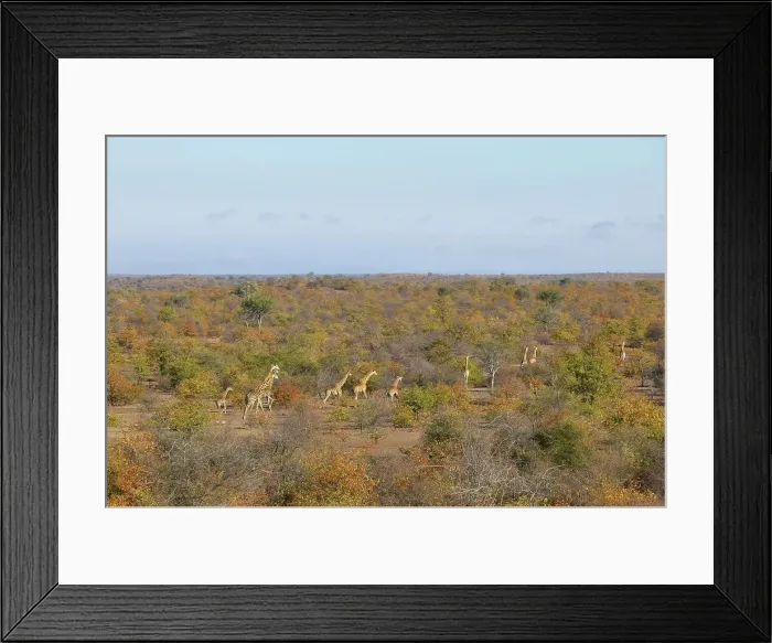 Framed Print : Giraffe (Giraffa camelopardis) herd in autumn mopane veld Framed Print : Giraffe (Giraffa camelopardis) herd in autumn mopane veld