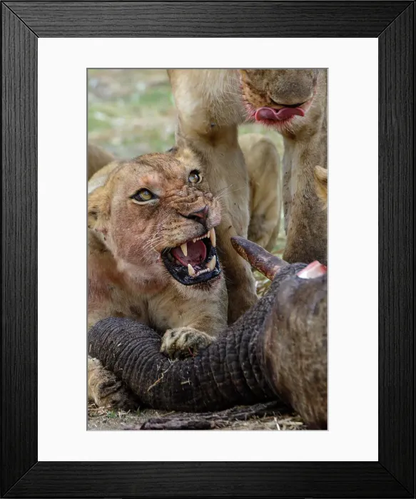 Framed Print : Masai lion or East African lion (Panthera leo nubica syn) Framed Print : Masai lion or East African lion (Panthera leo nubica syn)