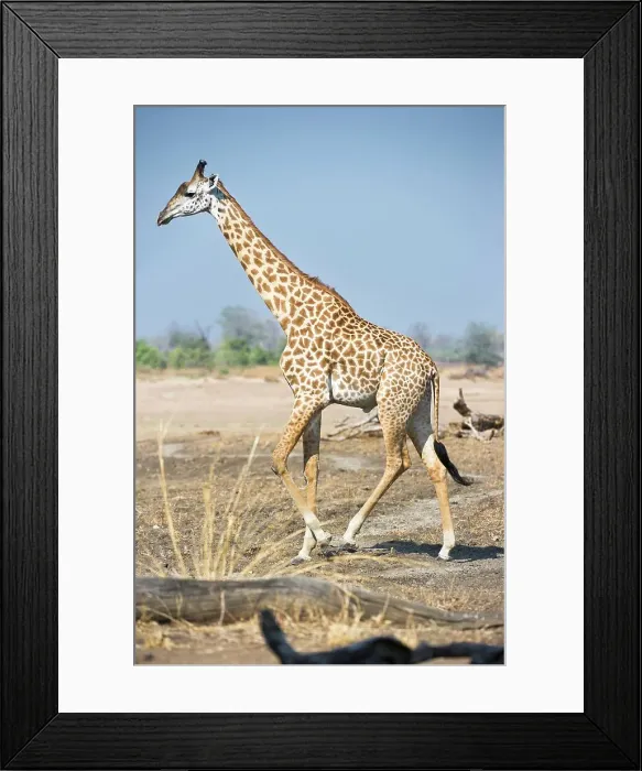 Framed Print : Thornicroft's giraffe (Giraffa camelopardalis thornicrofti) walking along on the banks of the Luangwa River Framed Print : Thornicroft's giraffe (Giraffa camelopardalis thornicrofti) walking along on the banks of the Luangwa River