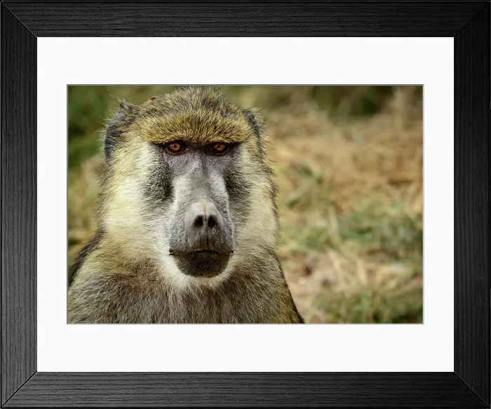 Framed Print : Olive baboon or Anubis baboon (Papio anubis)