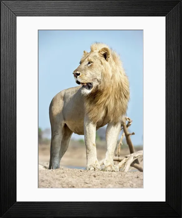 Framed Print : Adult male African lion (Panthera leo) in a field Framed Print : Adult male African lion (Panthera leo) in a field