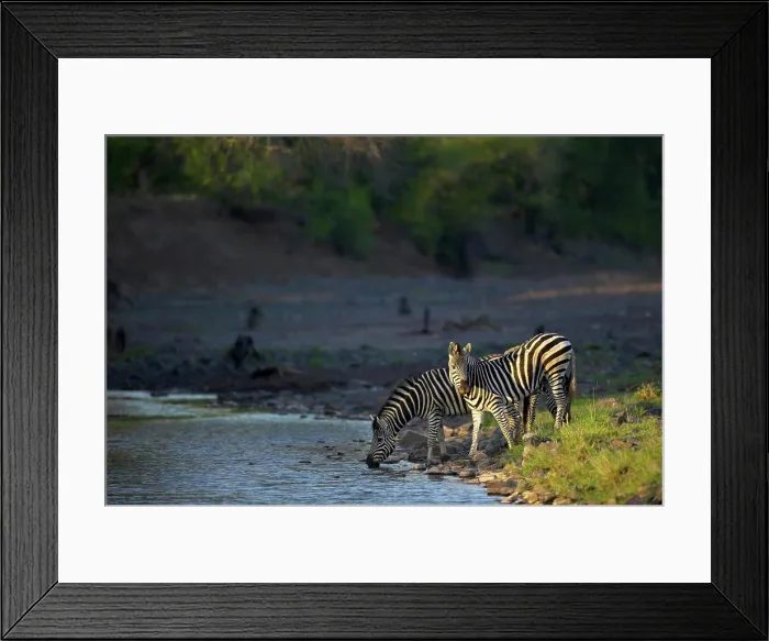 Framed Print : Burchell's Zebra (Equus burchelli) at waterhole in Majale River Framed Print : Burchell's Zebra (Equus burchelli) at waterhole in Majale River