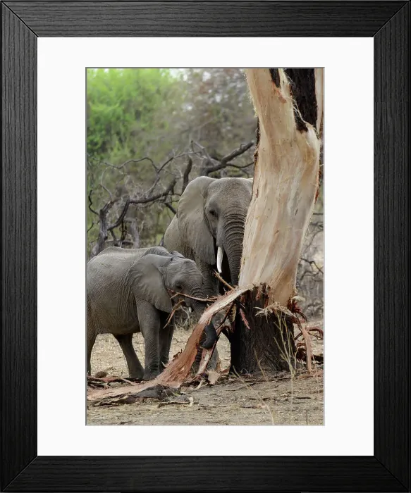 Framed Print : African bush elephant (Loxodonta africana) stripping bark from a tree (elephant dammage) Framed Print : African bush elephant (Loxodonta africana) stripping bark from a tree (elephant dammage)