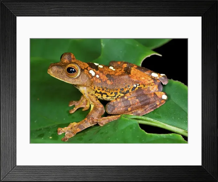 Framed Print : Harlequin Tree frog (Rhacophorus pardalis) Framed Print : Harlequin Tree frog (Rhacophorus pardalis)