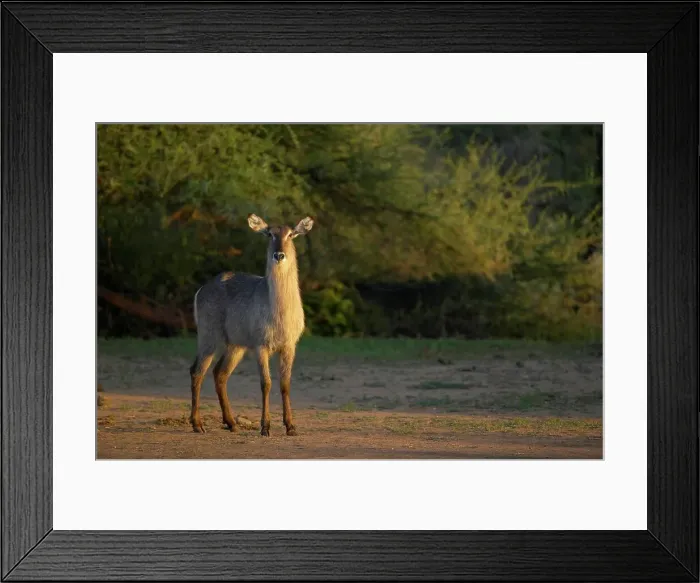 Framed Print : Waterbuck (Kobus ellipisiprymnus) in veld Framed Print : Waterbuck (Kobus ellipisiprymnus) in veld