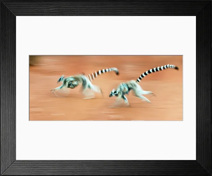 Framed Print : Female Ring-Tailed lemurs (Lemur catta) carrying infants when running across open ground