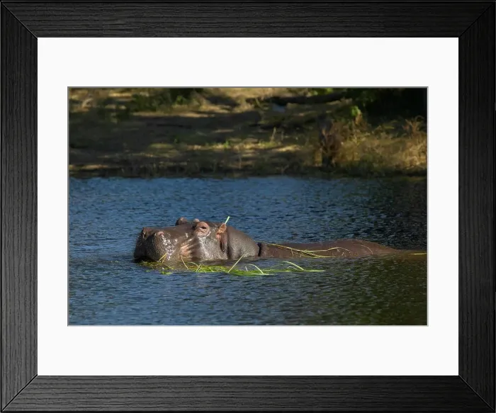 Framed Print : Hippo (Hippopotamus amphibius) in Chobe River Framed Print : Hippo (Hippopotamus amphibius) in Chobe River