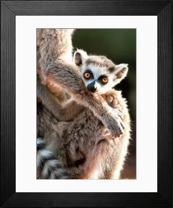 Framed Print : Infant Ring-Tailed lemur (Lemur catta) 6-8 weeks clinging to mother Framed Print : Infant Ring-Tailed lemur (Lemur catta) 6-8 weeks clinging to mother