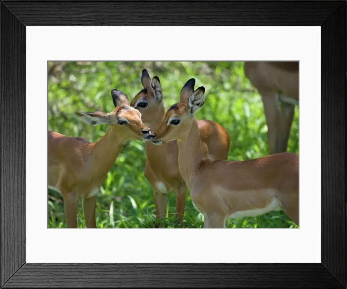 Framed Print : Impala (Aepyceros melampus). KwaZulu Natal