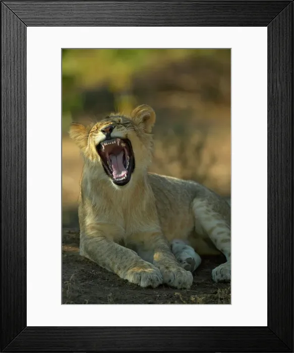 Framed Print : Lion (Panthera leo)cub on termite mound yawning Framed Print : Lion (Panthera leo)cub on termite mound yawning