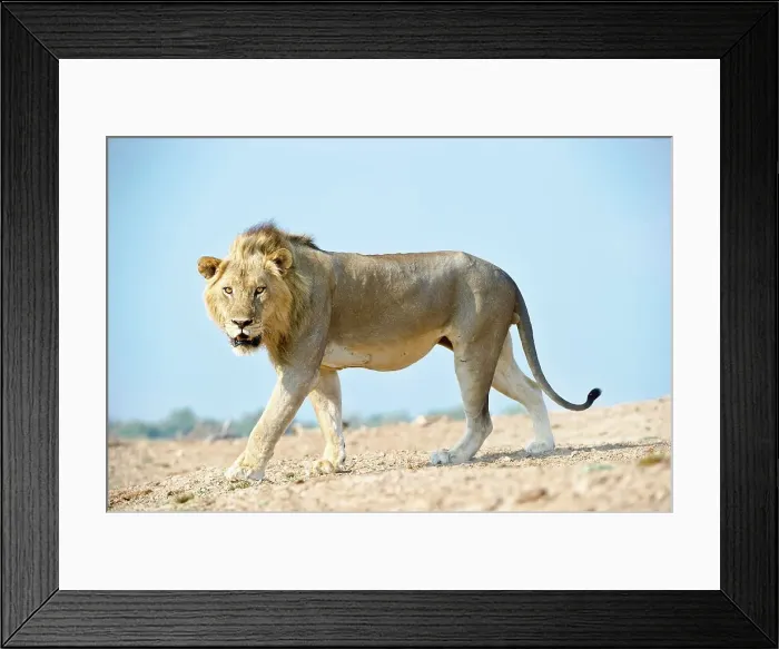 Framed Print : Adult male African lion (Panthera leo) walking in a field