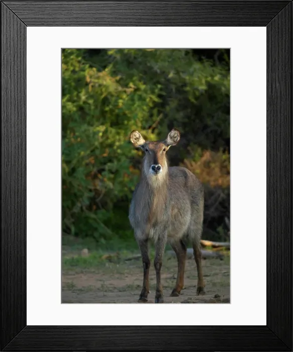 Framed Print : Waterbuck (Kobus ellipisiprymnus) in veld Framed Print : Waterbuck (Kobus ellipisiprymnus) in veld