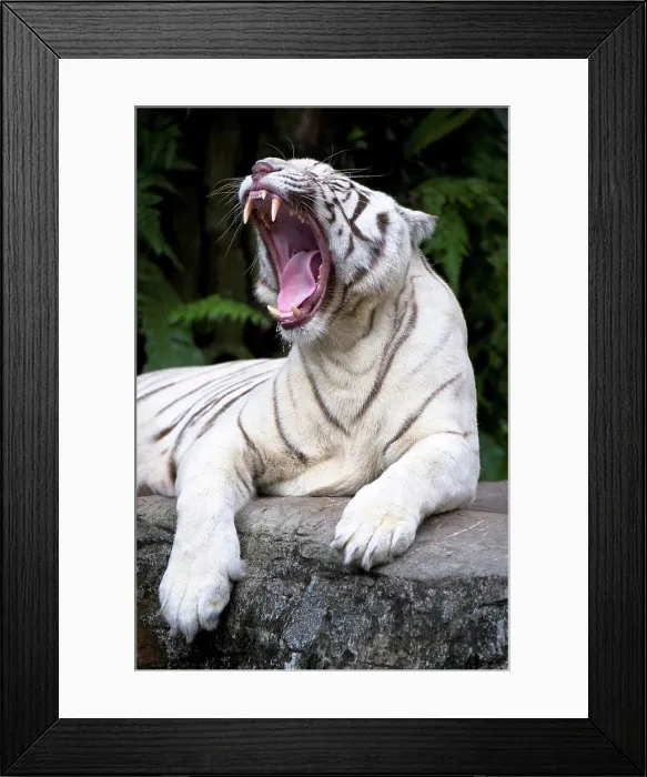 Framed Print : Female White tiger (Panthera tigris tigris) photographed in captivity at Singapore Zoo, Singapore