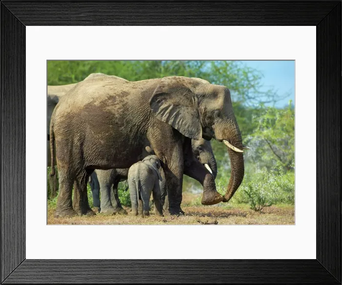 Framed Print : Elephant (Loxodonta africana) Framed Print : Elephant (Loxodonta africana)