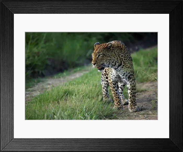 Framed Print : Leopard (Panthera pardus). MalaMala Game Reserve