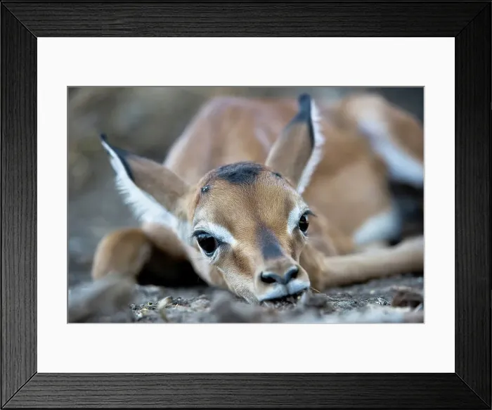 Framed Print : Newborn Impala fawn (Aepyceros melampus) in a field Framed Print : Newborn Impala fawn (Aepyceros melampus) in a field