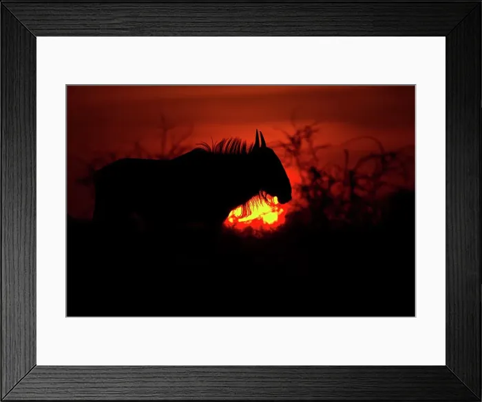Framed Print : Blue Wildebeest (Connochaetes gnou) at sunset Framed Print : Blue Wildebeest (Connochaetes gnou) at sunset