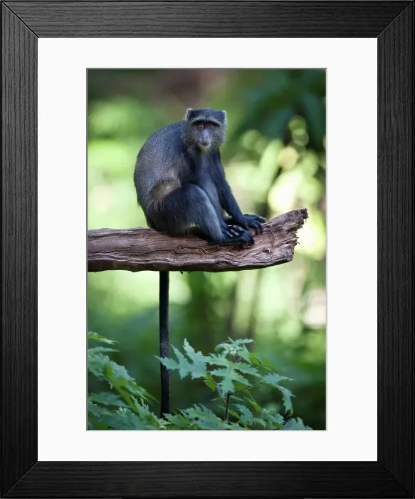 Framed Print : Blue monkey (Cercopithecus mitis) in ground-Water forest Framed Print : Blue monkey (Cercopithecus mitis) in ground-Water forest