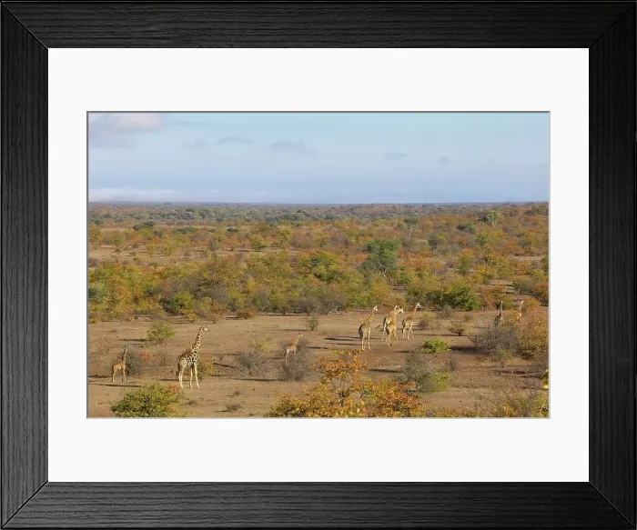 Framed Print : Giraffe (Giraffa camelopardis) herd in autumn mopane veld Framed Print : Giraffe (Giraffa camelopardis) herd in autumn mopane veld