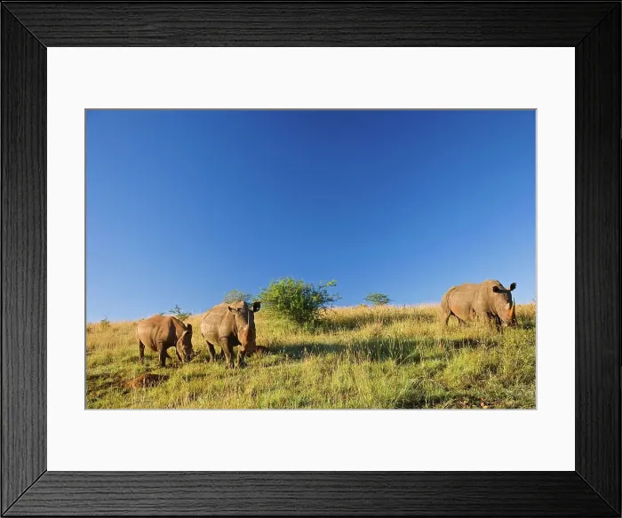 Framed Print : White Rhinoceros or Square-lipped Rhinoceros (Ceratotherium simum) Framed Print : White Rhinoceros or Square-lipped Rhinoceros (Ceratotherium simum)