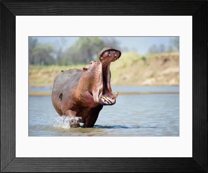 Framed Print : Adult male hippopotamus (Hippopotamus amphibius) posturing in aggressive yawn behavior Framed Print : Adult male hippopotamus (Hippopotamus amphibius) posturing in aggressive yawn behavior