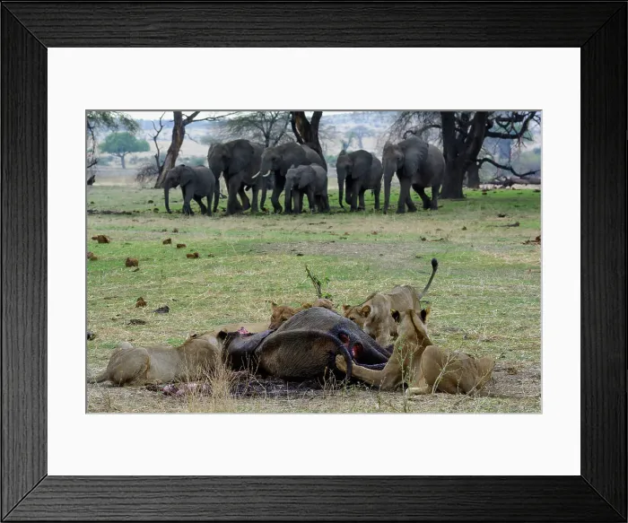 Framed Print : Masai lion or East African lion (Panthera leo nubica syn) Framed Print : Masai lion or East African lion (Panthera leo nubica syn)