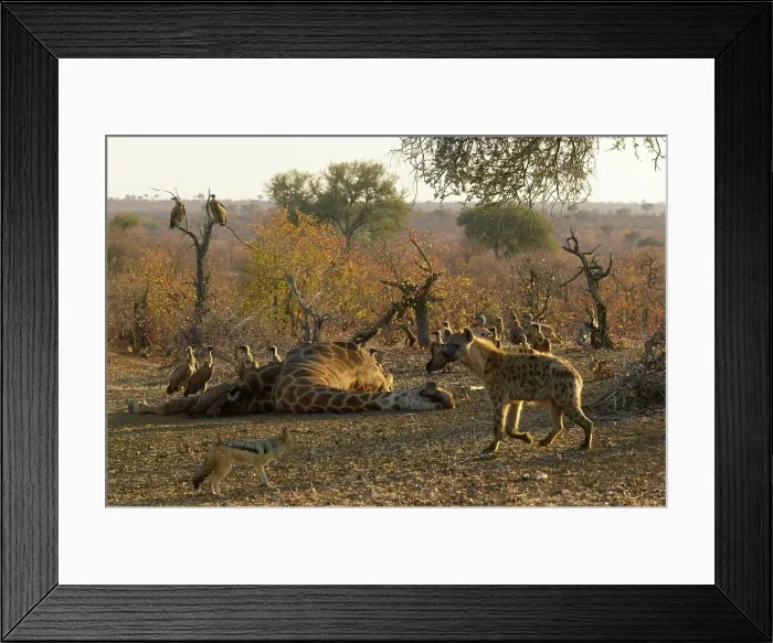 Framed Print : Blackbacked Jackal (Canis mesomelas) and Whitebacked Vultures (Gyps africanus) Framed Print : Blackbacked Jackal (Canis mesomelas) and Whitebacked Vultures (Gyps africanus)