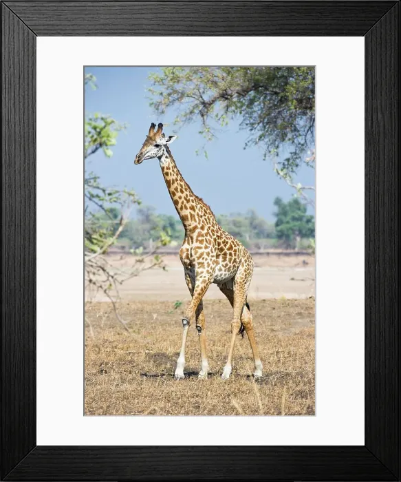 Framed Print : Thornicroft's giraffe (Giraffa camelopardalis thornicrofti) walking along on the banks of the Luangwa River Framed Print : Thornicroft's giraffe (Giraffa camelopardalis thornicrofti) walking along on the banks of the Luangwa River