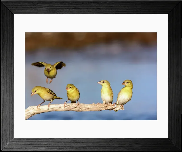 Framed Print : Southern masked weaver or African masked weaver (Ploceus velatus) juveniles Framed Print : Southern masked weaver or African masked weaver (Ploceus velatus) juveniles
