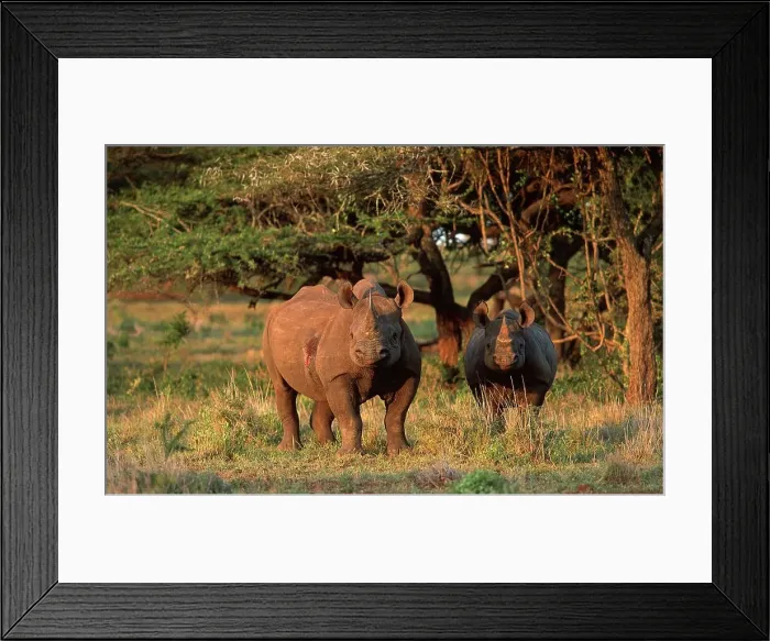 Framed Print : Black Rhinoceros cow and calf in veld Framed Print : Black Rhinoceros cow and calf in veld