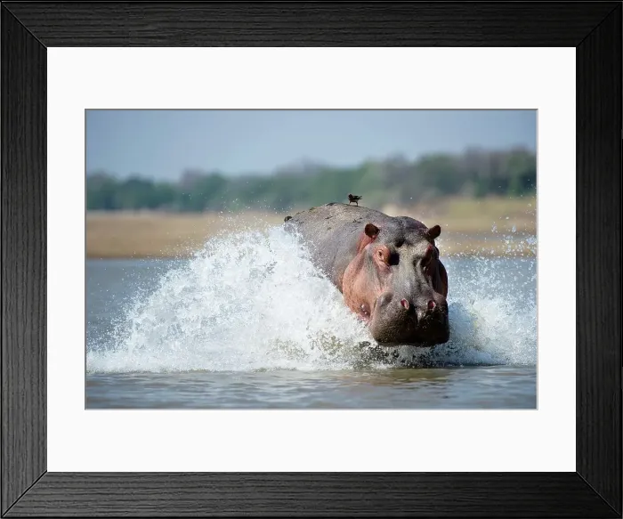 Framed Print : Adult male hippopotamus (Hippopotamus amphibius) in a river Framed Print : Adult male hippopotamus (Hippopotamus amphibius) in a river