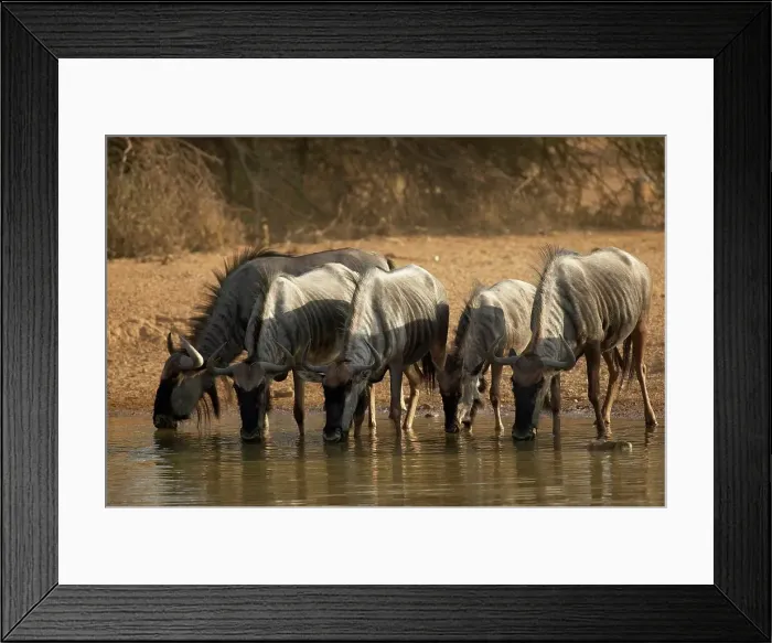 Framed Print : Blue Wildebeest (Connochaetes gnou) herd drinking at waterhole Framed Print : Blue Wildebeest (Connochaetes gnou) herd drinking at waterhole