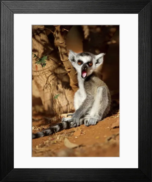 Framed Print : Young Ring-Tailed lemur (Lemur catta) yawning Framed Print : Young Ring-Tailed lemur (Lemur catta) yawning