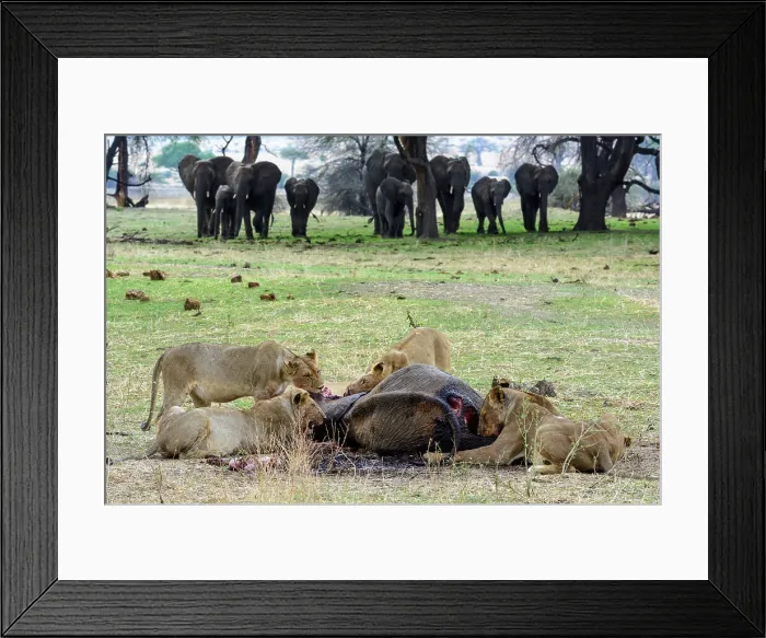 Framed Print : Masai lion or East African lion (Panthera leo nubica syn) Framed Print : Masai lion or East African lion (Panthera leo nubica syn)
