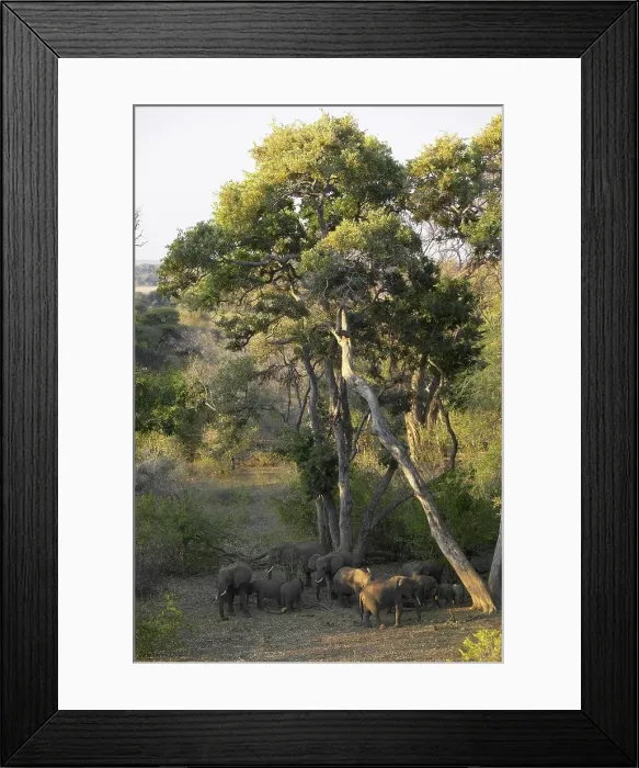 Framed Print : African Elephant (Loxodonta africana) herd in riverine bush Framed Print : African Elephant (Loxodonta africana) herd in riverine bush