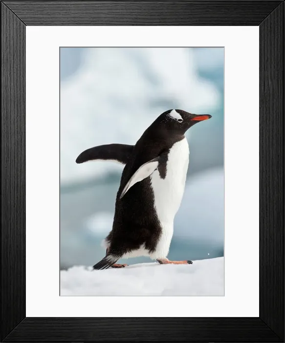 Framed Print : Gentoo penguin (Pygoscelis papua) in snow Framed Print : Gentoo penguin (Pygoscelis papua) in snow