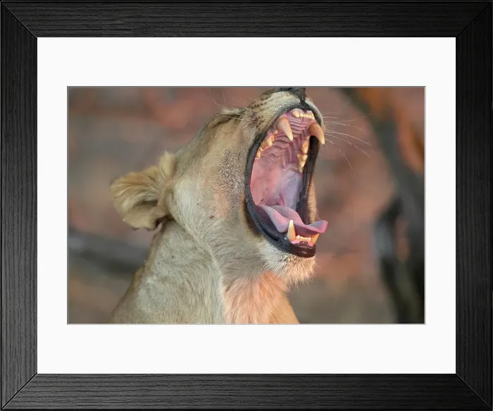 Framed Print : Lioness (Panthera leo) yawning