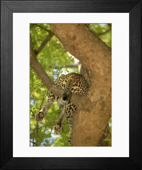 Framed Print : Leopard (Panthera pardus) in tree Framed Print : Leopard (Panthera pardus) in tree