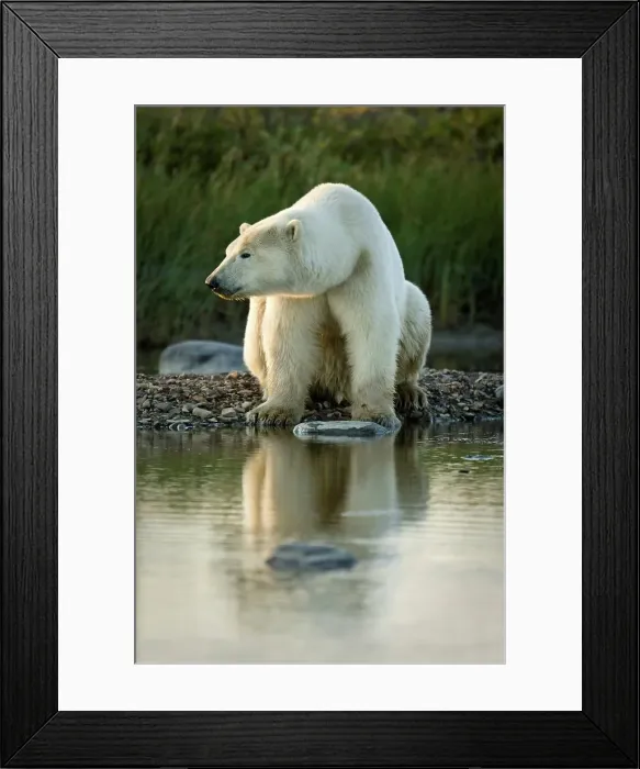 Framed Print : Polar bear (Ursus maritimus) by stream along the shores of Hudson Bay Framed Print : Polar bear (Ursus maritimus) by stream along the shores of Hudson Bay