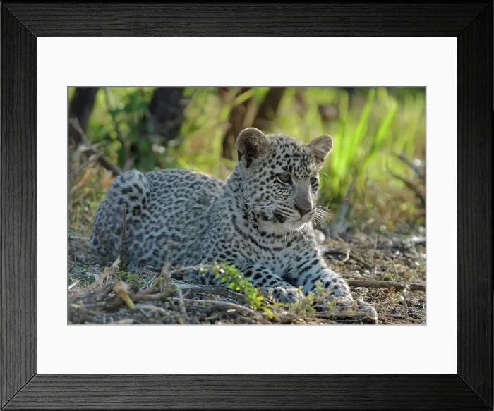 Framed Print : Leopard cub at Born Free Centre Framed Print : Leopard cub at Born Free Centre