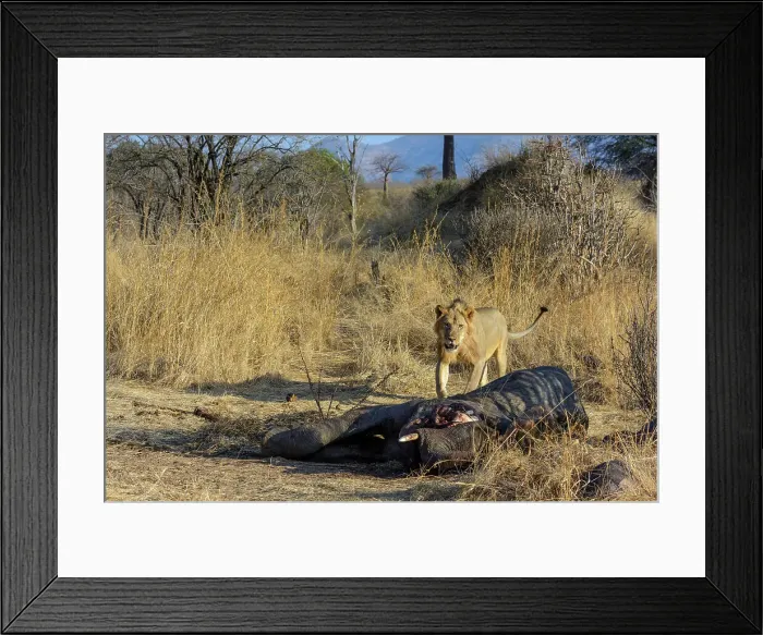Framed Print : Masai lion or East African lion (Panthera leo nubica syn)