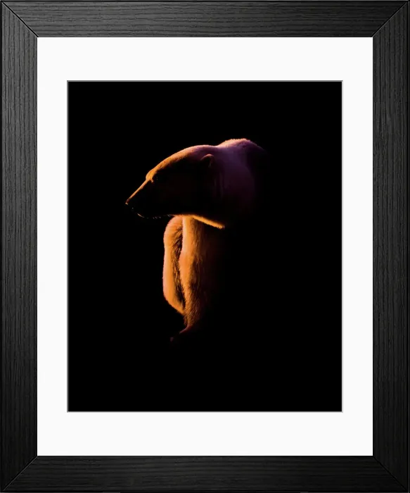 Framed Print : Adult Polar bear (Ursus maritimus) at sunset on the shores of Hudson Bay