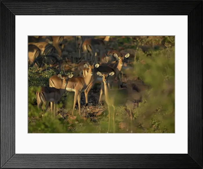 Framed Print : Impala (Aepyceros melampus melampus) herd in veld Framed Print : Impala (Aepyceros melampus melampus) herd in veld