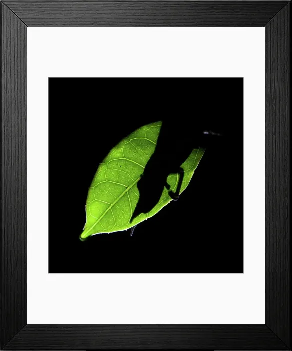 Framed Print : Silhouette of a male Lance-Nosed chameleon (Calumma gallus) asleep at night Framed Print : Silhouette of a male Lance-Nosed chameleon (Calumma gallus) asleep at night